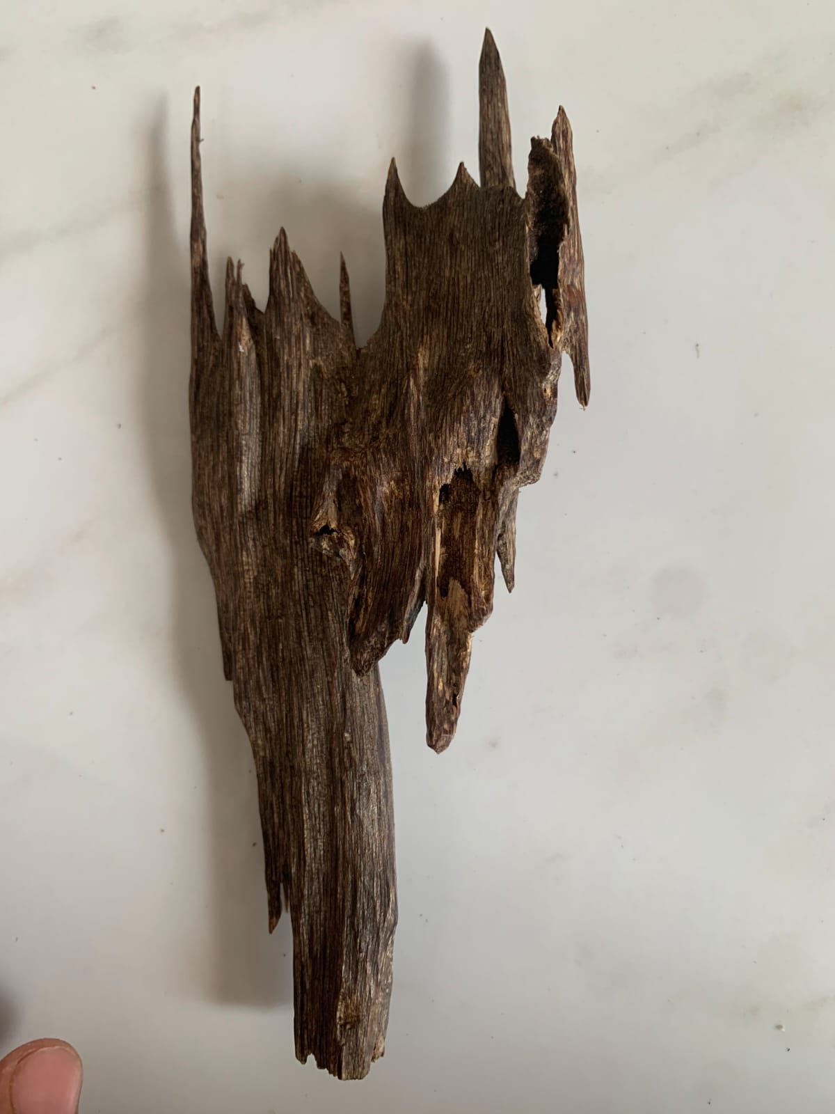 Assam Oud