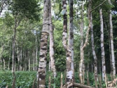 Agar Plantation Agar Plantation