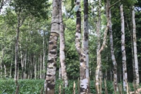 Agar Plantation