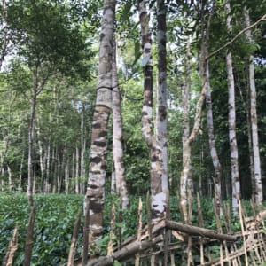 Agar Plantation