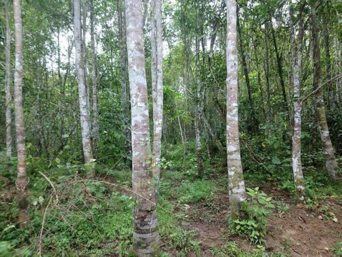 Agar Plantation2 Agar Plantation2
